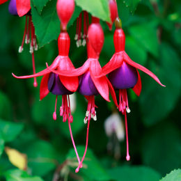 Fuchsia 'Tom Thumb'